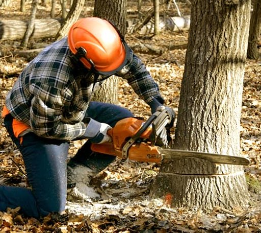 Tree Removal in Sylvan Grove, KS